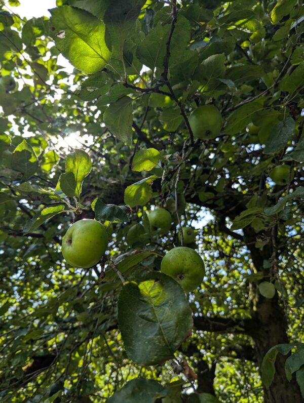 Jus de pomme artisanal 3L – Image 4