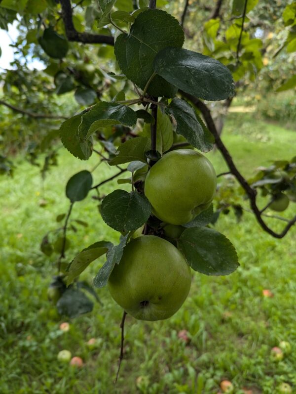 Jus de pomme artisanal 3L – Image 5